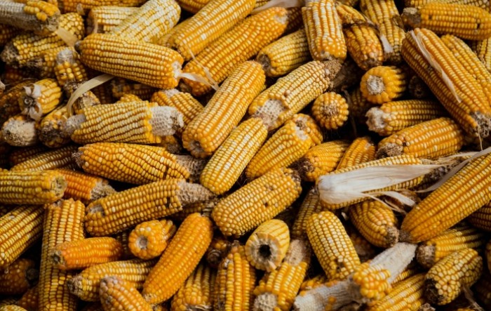 Potpore proizvođačima sjemenskog kukuruza, očekuje se povijesno najmanja proizvodnja