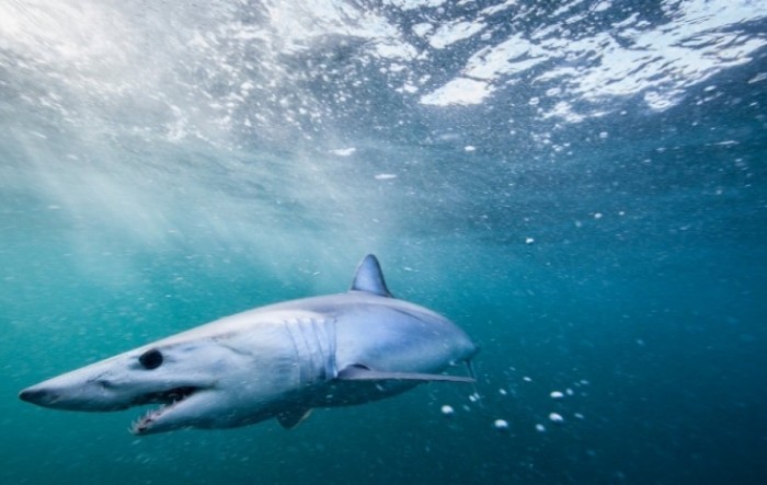 WWF traži oštrije kontrole nezakonitog ulova morskih pasa i raža na Mediteranu