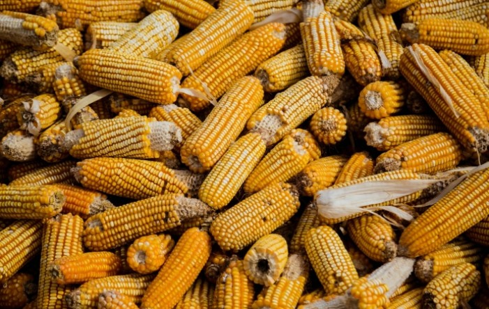 EK odobrio milijun eura potpore hrvatskim proizvođačima sjemenskog kukuruza
