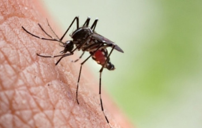 Baranja: Situacija zbog komaraca nesnosna, turisti otkazuju aranžmane