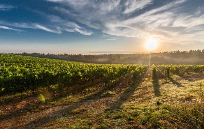 U dvije godine rast površina pod vinovom lozom od sedam posto