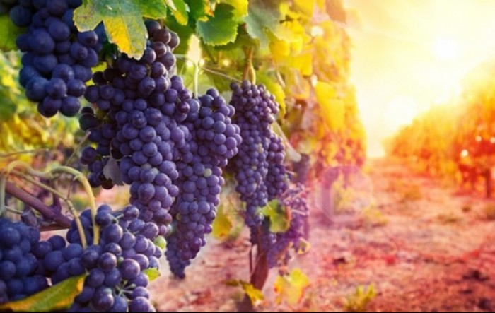 Smanjenje upotrebe pesticida u EU: Hoće li hrvatski vinari preživjeti?