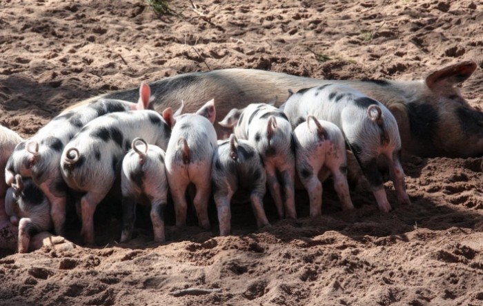Hrvatska najgora u EU po širenju svinjske kuge