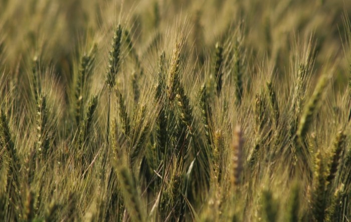 Indija u travnju prodala rekordna 1,4 milijuna tona pšenice
