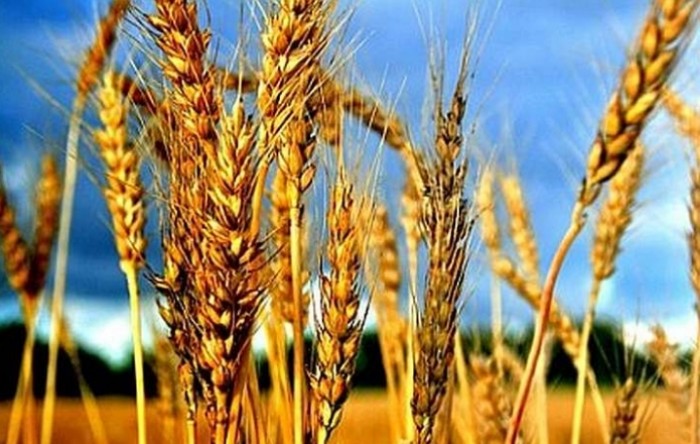 Rusija će zabraniti izvoz žita