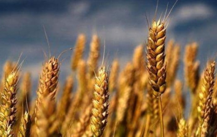Rusija zabranila izvoz nekoliko vrsta žitarica