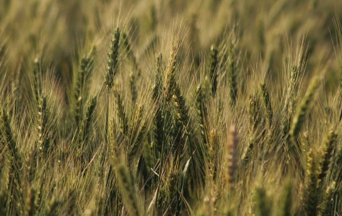 Hrvatska i Srbija u problemima zbog velike količine ukrajinskog žita