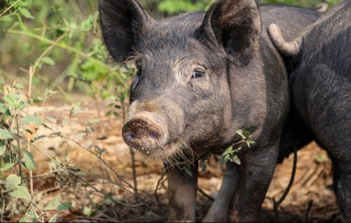 Meso crne slavonske svinje postalo 46. hrvatski proizvod zaštićenog naziva