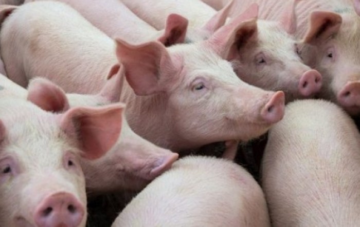 U 2021. Srbija uvezla svinjsko meso za 18 miliona evra