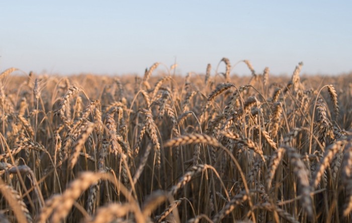 Ukrajina u travnju unatoč ratu izvezla više od milijun tona žitarica