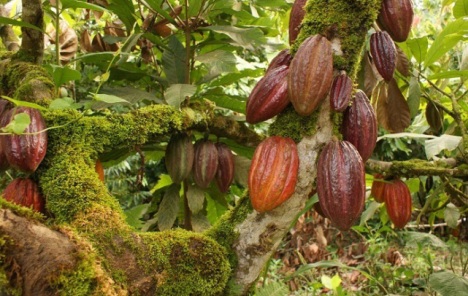 Industrija čokolade kriva za uništenje šuma na zapadu Afrike