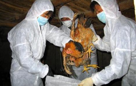 Virus ptičje gripe u Shenzenu nije prenosiv među ljudima