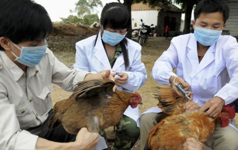 U Pekingu otkriven prvi sumnjivi slučaj ptičje gripe