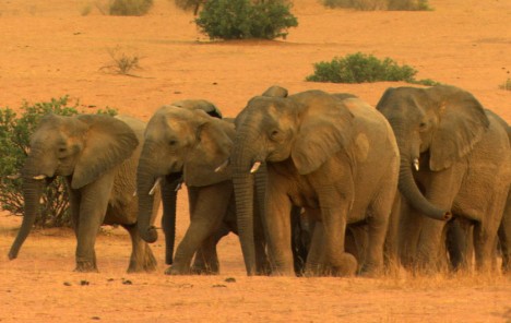 Čili štiti usjeve u Africi od slonova, a slonove od sukoba s ljudima