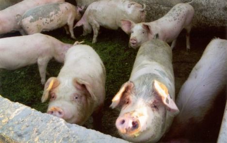 Doneta Direktiva za iskorenjivanje afričke kuge svinja